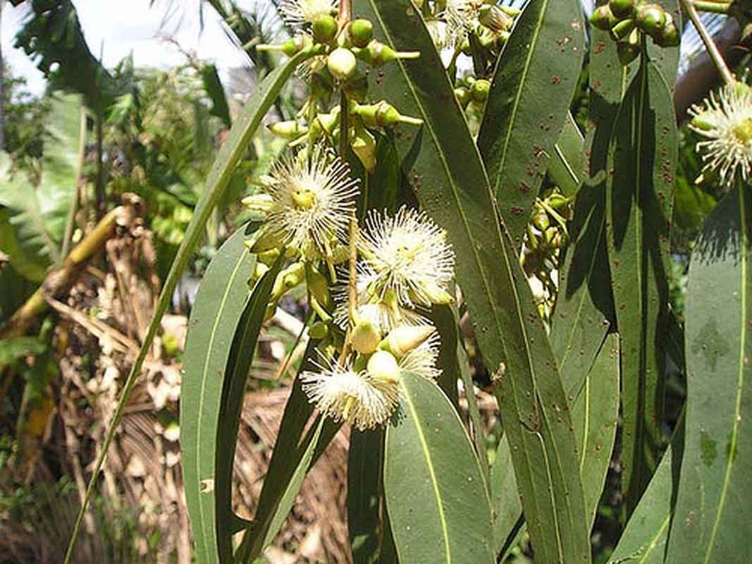 Bon bai thuoc tri hoi nach tu cay co cuc nhay-Hinh-10